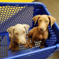 Banfield Pet Hospital ico