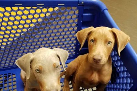 Banfield Pet Hospital
