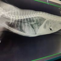 Cornerstone Veterinary Service ico