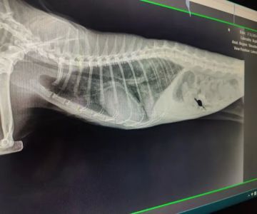 Cornerstone Veterinary Service