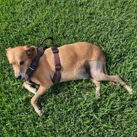 Red Bank Animal Hospital ico