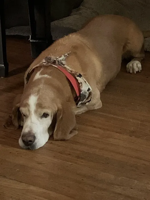 Red Bank Animal Hospital 6