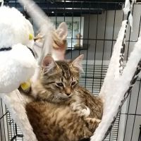 Middle Valley Animal Hospital ico