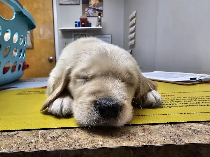 Middle Valley Animal Hospital 12
