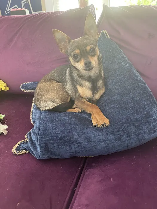 Hixson Pet Wellness Center 9