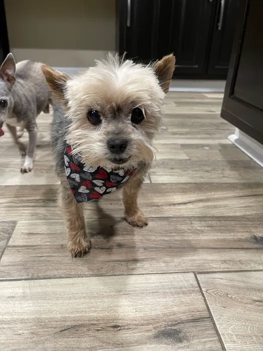 Hixson Pet Wellness Center 7