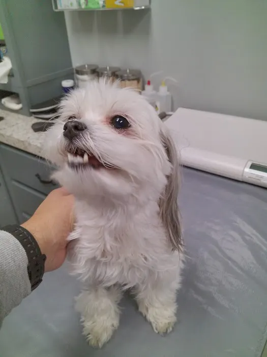 Hixson Pet Wellness Center 1
