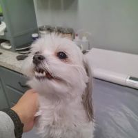 Hixson Pet Wellness Center ico