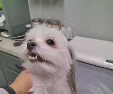Hixson Pet Wellness Center
