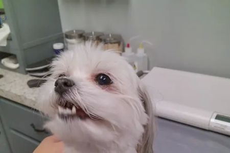 Hixson Pet Wellness Center