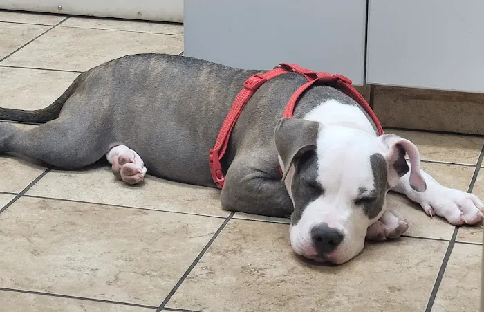 VCA Catoosa Animal Hospital 5