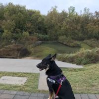 VCA Catoosa Animal Hospital ico