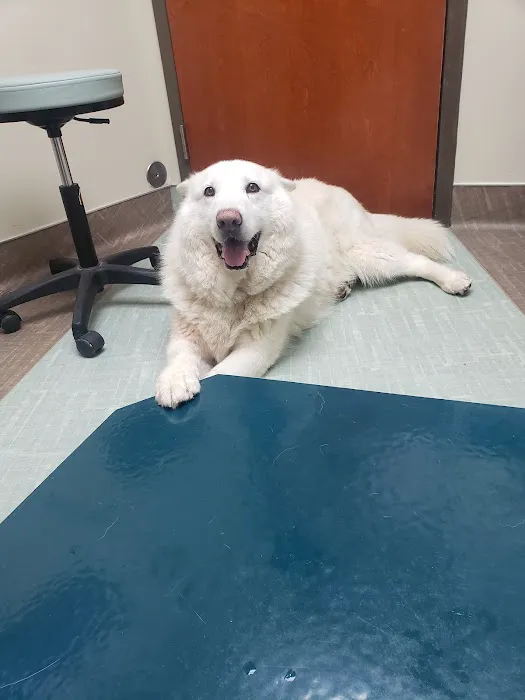 Shallowford Animal Hospital 12