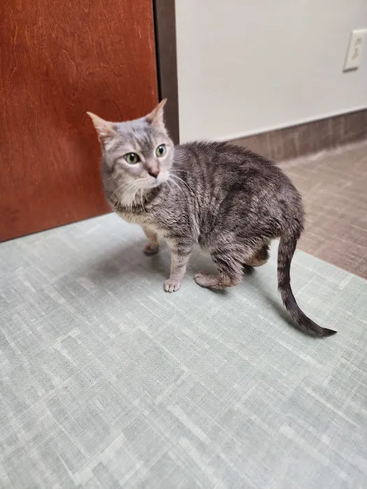 Shallowford Animal Hospital 12