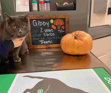Highland Veterinary Center