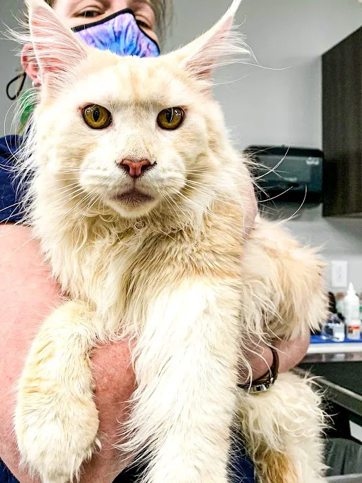 Ooltewah Veterinary Hospital 1