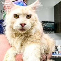 Ooltewah Veterinary Hospital ico
