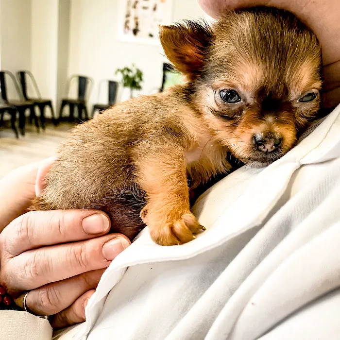 Ooltewah Veterinary Hospital 8