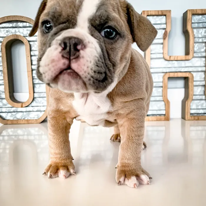 Ooltewah Veterinary Hospital 6