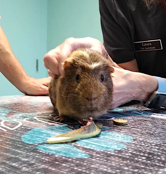 Pet Care Veterinary Hospital 4