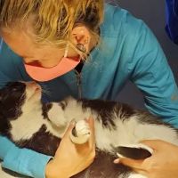 Pet Care Veterinary Hospital ico