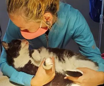 Pet Care Veterinary Hospital