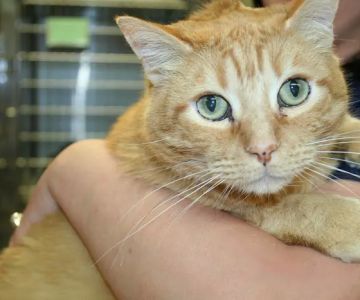 Primary Veterinary Care