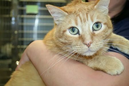Primary Veterinary Care