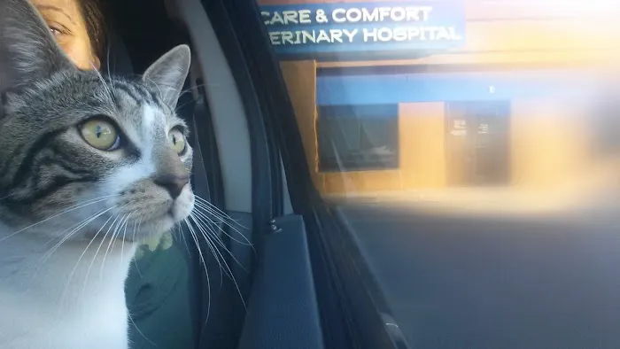 Care & Comfort Veterinary Hospital, A Thrive Pet Healthcare Partner 4