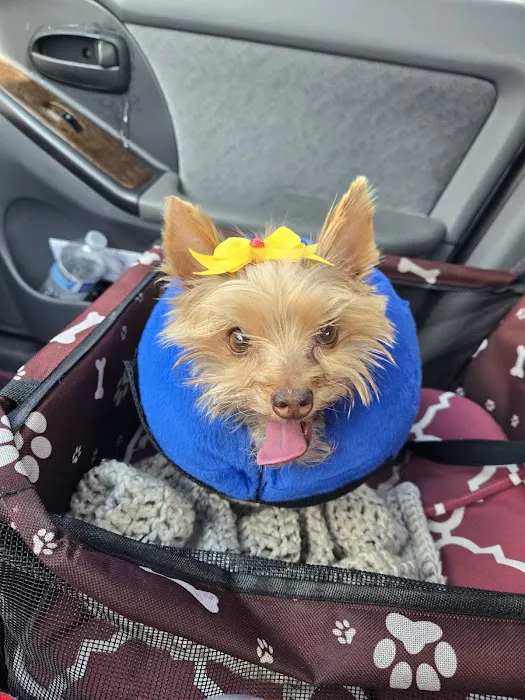 Care & Comfort Veterinary Hospital, A Thrive Pet Healthcare Partner 5