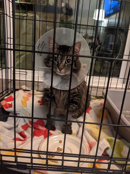 Care & Comfort Veterinary Hospital, A Thrive Pet Healthcare Partner 1