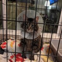 Care & Comfort Veterinary Hospital, A Thrive Pet Healthcare Partner ico