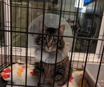 Care & Comfort Veterinary Hospital, A Thrive Pet Healthcare Partner