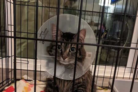 Care & Comfort Veterinary Hospital, A Thrive Pet Healthcare Partner