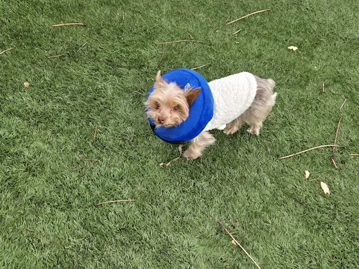 Care & Comfort Veterinary Hospital, A Thrive Pet Healthcare Partner 10