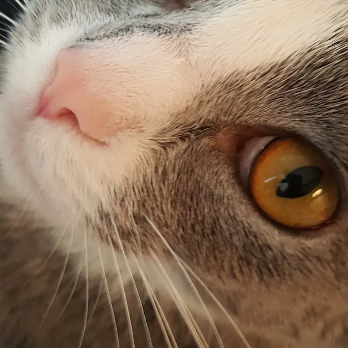 Affordable Veterinary Care 10