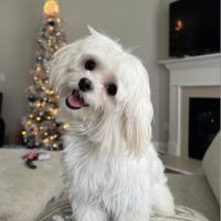 BluePearl Pet Hospital ico