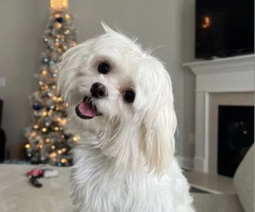 BluePearl Pet Hospital