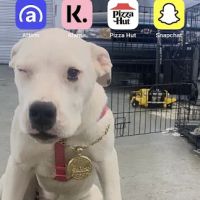NewDay Veterinary Care ico