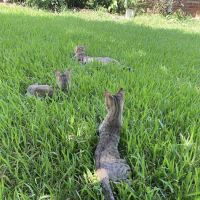Mountain Park Animal Hospital ico