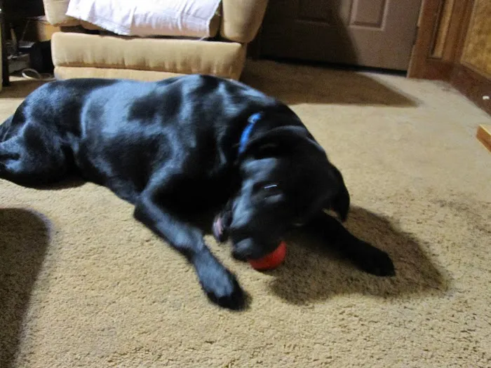 Mountain Park Animal Hospital 8