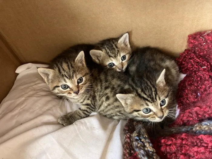 Mountain Park Animal Hospital 5