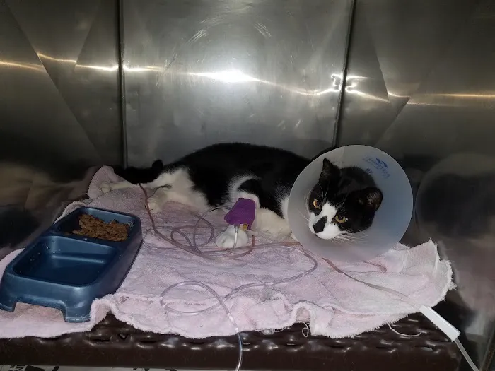 Animal Care Hospital 12