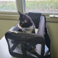 Animal Care Hospital ico