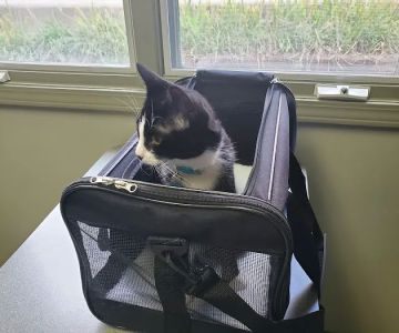 Animal Care Hospital