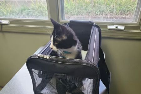 Animal Care Hospital