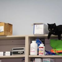 Morningside Animal Care Center ico