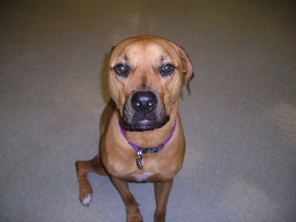 Morningside Animal Care Center 2