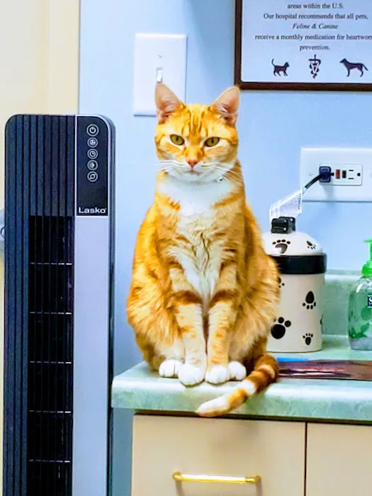 Morningside Animal Care Center 3