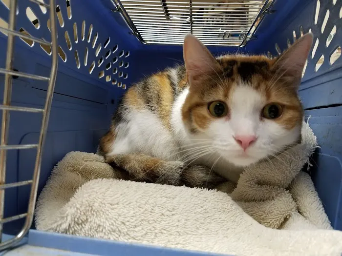Snellville Animal Hospital 1